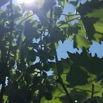 호텔 Hatzenporter Paradies