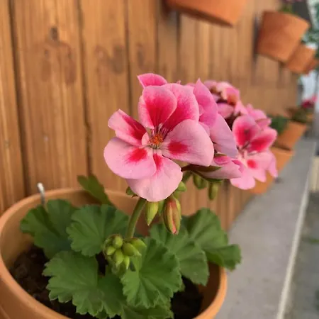 Hatzenporter Paradies Hatzenport