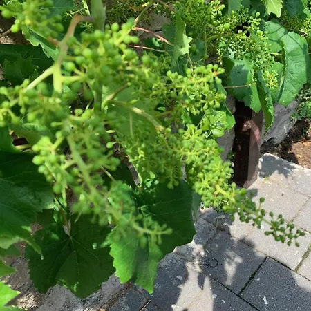 Hatzenporter Paradies *