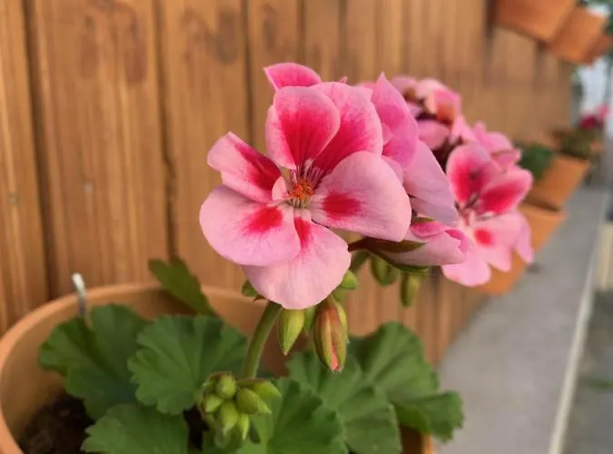 Hatzenporter Paradies Hatzenport