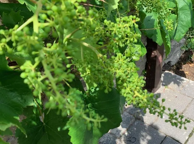 Hatzenporter Paradies *