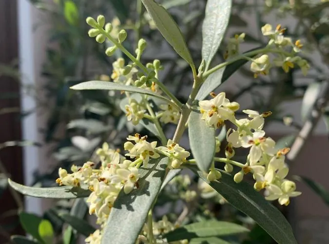 哈赛波特天堂酒店