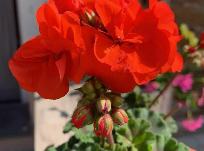 Hatzenporter Paradies Hotel Hatzenport