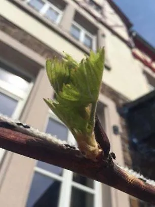 哈赛波特天堂酒店 * Hatzenport