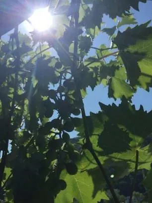 Hotel Hatzenporter Paradies